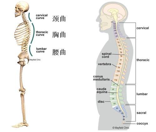 如何矫正成人高低肩视频,轻松改善体态，重拾自信