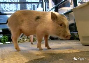 变成人的小猪视频大全,小猪变人视频集锦大盘点