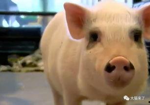 变成人的小猪视频大全,小猪变人视频集锦大盘点