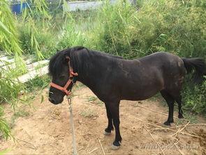 成人能骑小矮马吗视频,挑战与乐趣并存的亲子互动体验