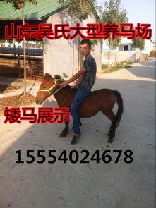 成人能骑小矮马吗视频,挑战与乐趣并存的亲子互动体验