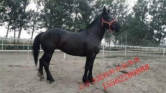 成人能骑小矮马吗视频,挑战与乐趣并存的亲子互动体验