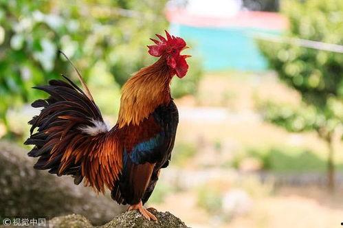 公鸡变成人搞笑视频下载