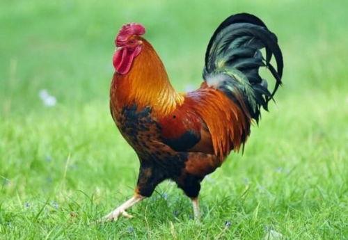 公鸡变成人搞笑视频下载