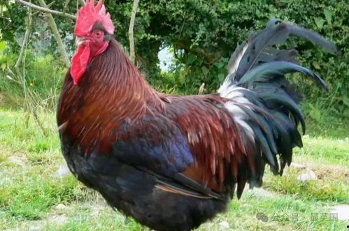 公鸡变成人搞笑视频下载