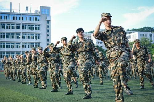 成人军训音乐视频下载,重温青春记忆，共赏热血旋律