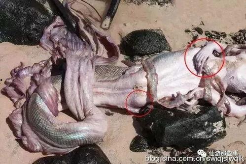 成人美人鱼视频,梦幻海洋中的奇幻之旅  第2张