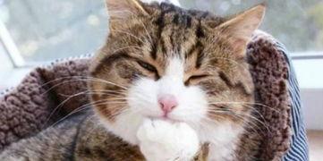 一只猫变成人的动画视频,猫咪奇遇变身之旅 第3张 一只猫变成人的动画视频,猫咪奇遇变身之旅 第3张