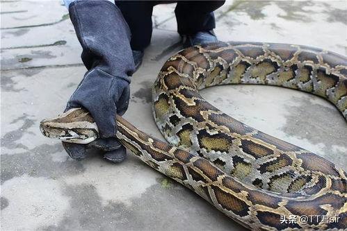 成人吃巨蛇的视频,成人勇敢吞食巨蛇现场直击