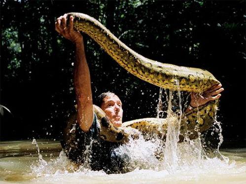 成人吃巨蛇的视频,成人勇敢吞食巨蛇现场直击 第2张 成人吃巨蛇的视频,成人勇敢吞食巨蛇现场直击 第2张