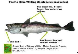 成人吃什么鳕鱼好呢视频,成人专属的味蕾盛宴