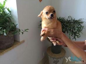 把狗改造成人的视频,探索动物与人类界限的奇幻之旅