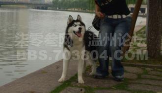 把狗改造成人的视频,探索动物与人类界限的奇幻之旅  第3张